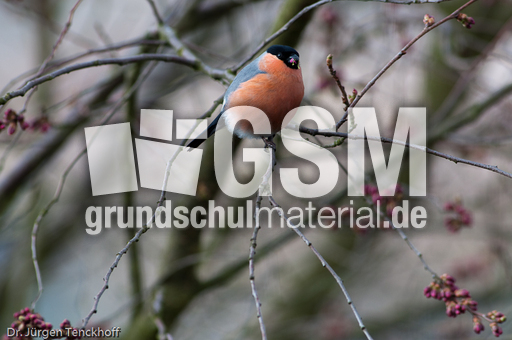 Gimpel (12 von 40).jpg